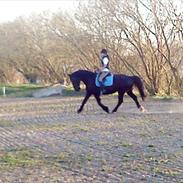 Oldenborg Zodiac [Bassemand]