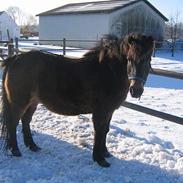 Exmoor Stella (Aflivet)