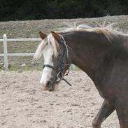 Welsh Pony (sec B) Miss Bailey