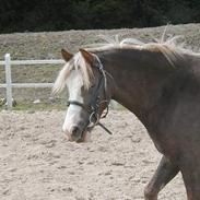 Welsh Pony (sec B) Miss Bailey