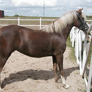 Welsh Pony (sec B) Miss Bailey