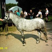 Welsh Mountain (sec A) Flying Angel