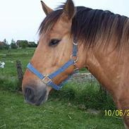 Anden særlig race Makker