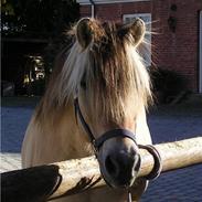 Fjordhest Balder (Himmelhest) 