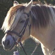 Fjordhest Balder (Himmelhest) 