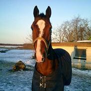 Dansk Varmblod Kurups Dufaux