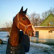 Dansk Varmblod Kurups Dufaux