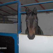 Dansk Varmblod Dacar