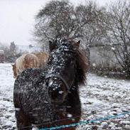 Shetlænder Rasmus - aflivet d. 12.7.2011