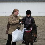 Shetlænder bruno (begynder pony)