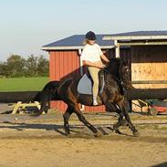 Anden særlig race Candy