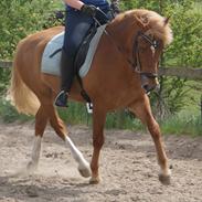 New Forest Fuglekildes Savoy