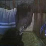 Islænder Silkesif<3