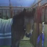 Islænder Silkesif<3