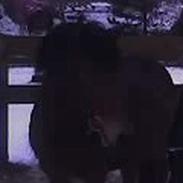 Islænder Silkesif<3