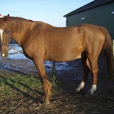 Dansk Varmblod †Moonraker"Svuppe"Moonie†