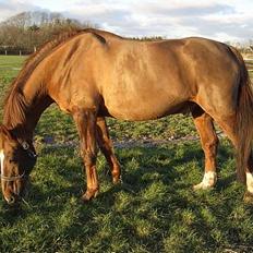 Dansk Varmblod †Moonraker"Svuppe"Moonie†