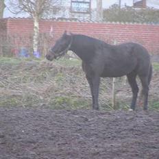 Traver Elliot Swing (Fjot) Død)