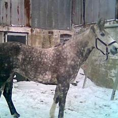 Anden særlig race Tessa *Solgt*