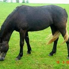Welsh Cob (sec D) Haymos Aqua