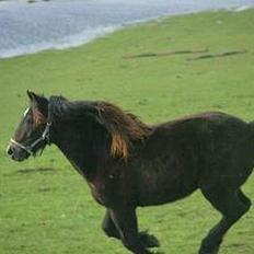 Welsh Cob (sec D) Haymos Aqua