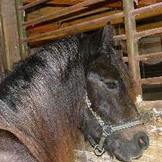 Welsh Cob (sec D) Haymos Aqua