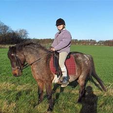 Anden særlig race Araber / Welsh Bonita 