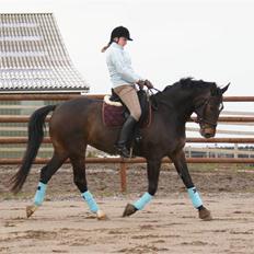 Oldenborg *Kalista* Aflivet 9/6 09