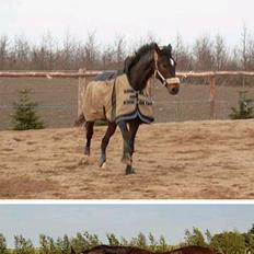 Oldenborg *Kalista* Aflivet 9/6 09