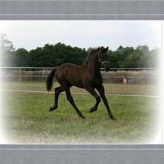 Frieser Sosanna *SOLGT*