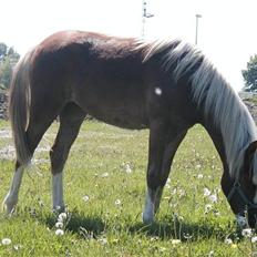 Welsh Pony (sec B) Miss Bailey
