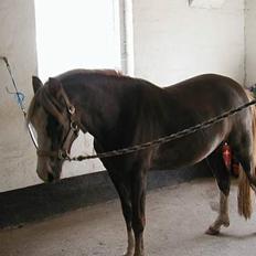 Welsh Pony (sec B) Miss Bailey