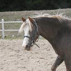 Welsh Pony (sec B) Miss Bailey
