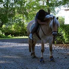 Fjordhest Paw (solgt)