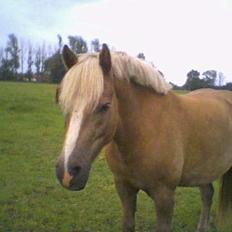 Haflinger Herkules (Solgt)