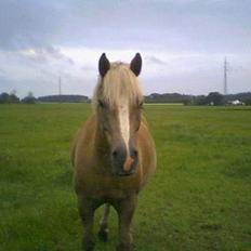 Haflinger Herkules (Solgt)