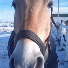Anden særlig race Fjordbollen Frede <3