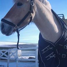 Anden særlig race Fjordbollen Frede <3