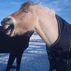 Anden særlig race Fjordbollen Frede <3