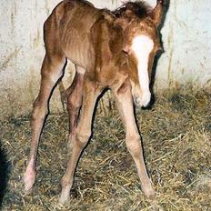 Dansk Varmblod Winzerkind 