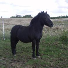 Welsh Mountain (sec A) Tarzan