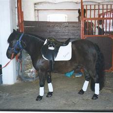 Welsh Mountain (sec A) Tarzan