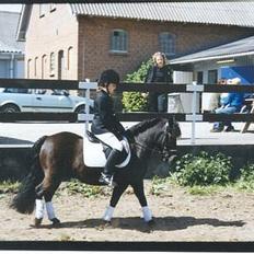 Welsh Mountain (sec A) Tarzan