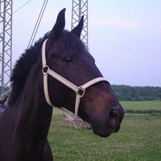 Anden særlig race ++Loke, Elsket & savnet++