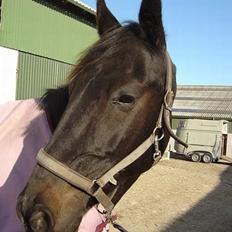 Anden særlig race ++Loke, Elsket & savnet++