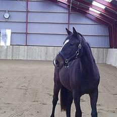 Oldenborg Kyringegårds Debbie