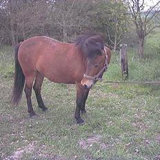 Islænder Silkesif<3