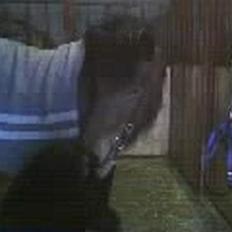 Islænder Silkesif<3