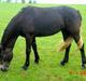 Welsh Cob (sec D) Haymos Aqua