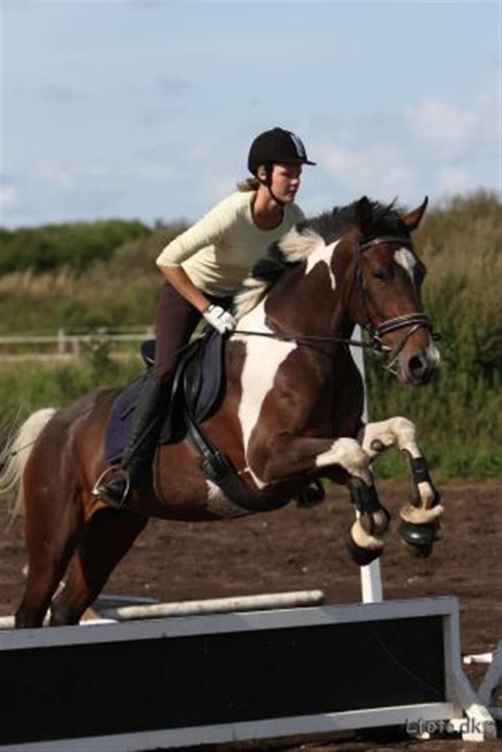 Pinto Indiana Rose #solgt# - Se lige hvor perfekte hun er <33 billede 6